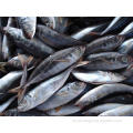 Exportación congelada Fish Horse Mackerel en venta